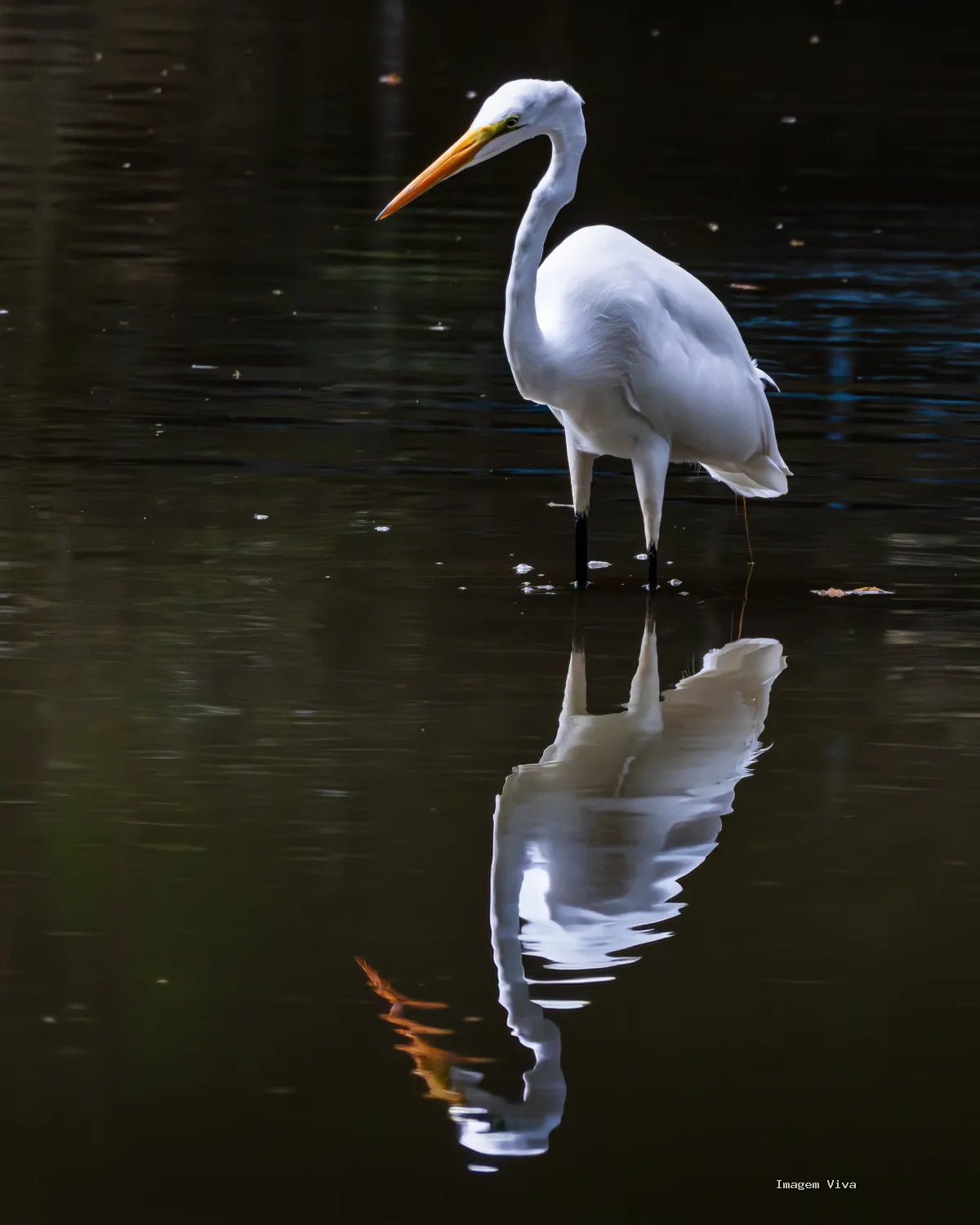 Aves
