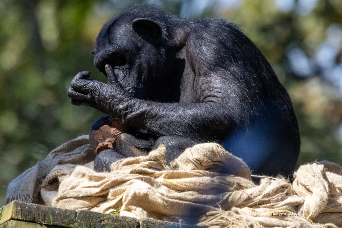 Macacos